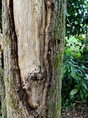 Close-up of an ancient tree trunk showing knots and layered bark, surrounded by green leaves in a woodland setting, highlighting forest textures, old-growth trees, and natural scenery.