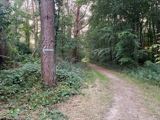 Pathway through a dense forest with a white arrow painted on a tree trunk pointing left, highlighting woodland trails, nature signage, and outdoor adventure.