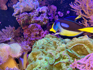 Colorful Paracanthurus hepatus (surgeonfish) swimming among vibrant coral reefs, tropical marine life, underwater ecosystem, and aquarium photography