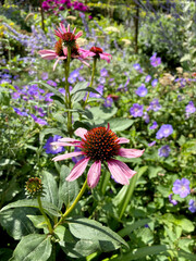Close-up of vibrant blood-red Echinacea flower in full bloom, with green leaves and colorful garden flowers in the background, perfect for botanical and summer photography.