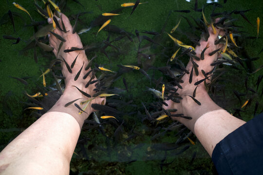 A fish spa pedicure Rufa Garra treatment, known as ichthyotherapy or doctor fish