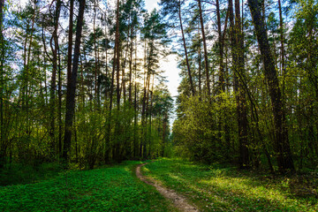 Forest path winding through green trees. Sunlit park landscape. Outdoor escape and natural scenery for relaxation.