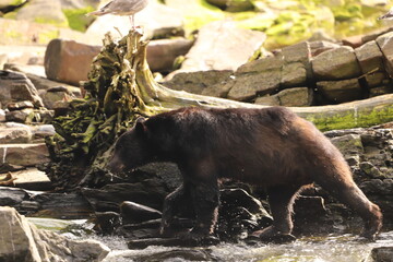 black bear hunting in the salmon full river in Alaska
