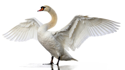 swan, isolated transparent background