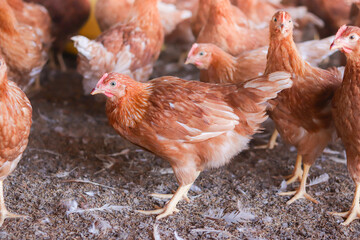 Close up of brown chicken in chicken farm