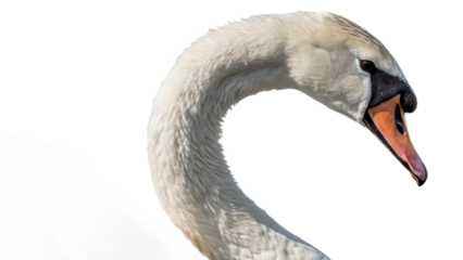 swan, isolated transparent background
