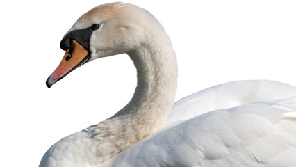 Fototapeta premium swan, isolated transparent background