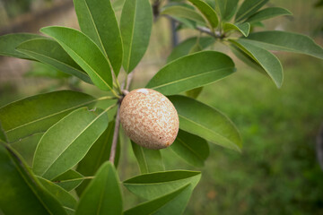 A raw Sapodilla fruit on the sapodilla tree plant, Manilkara zapota
