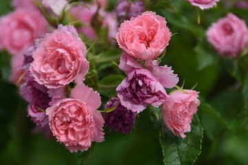 Obraz premium Extremely pretty flowers (Pink grootendorst) are blossoming in a garden in summer time.