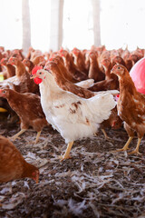 Close up of white chicken in chicken farm © maybeiii