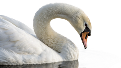 swan, isolated transparent background