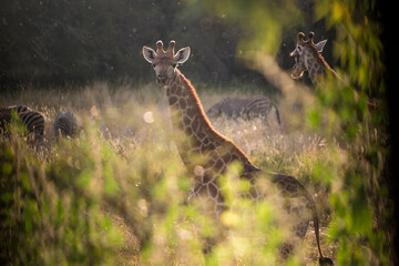 Giraffe in grass land South Africa