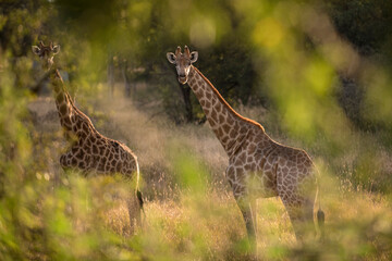 Giraffe in grass land South Africa