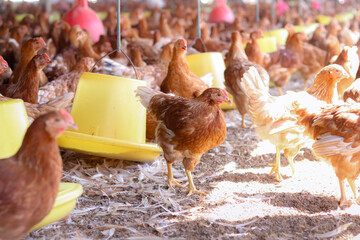 A lot of brown chicken in chicken farm © maybeiii