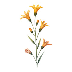 Watercolor Illustration of a Yellow Flower Stem with Buds on White Background