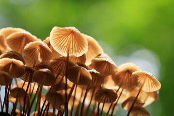 Brown mushrooms in rainy forest .Mycena galericulata is a mushroom species commonly known as the common bonnet
Phu Hin Rong Kla national park ,Thailand