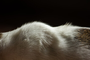 Artistic macro of a cat's fur texture under dramatic light. Abstract background
