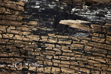 Macro of a cracked and burnt tree bark texture. Abstract background of charcoal and wood. Concept of destruction and resilience