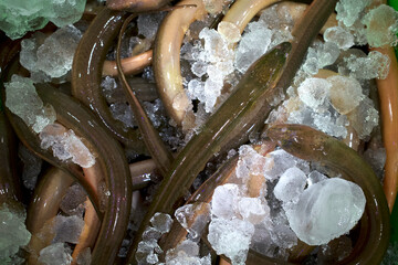 Belut Sawah, Monopterus albus, eel on ice box in the supermarket