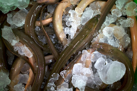 Belut Sawah, Monopterus albus, eel on ice box in the supermarket