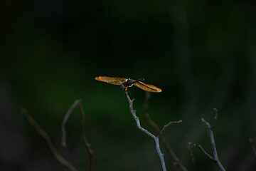 A dragonfly perched on a twig with its wings glowing in the golden sunset light. The magical beauty of nature