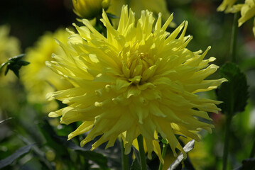 Dahlia jaune au jardin en été