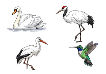 Obraz premium Watercolor Bird Collection: Swan, Crane, Stork, Hummingbird