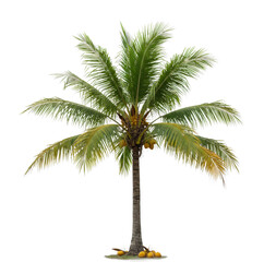 Obraz premium Coconut tree growth in tropical paradise nature scene outdoor environment lush greenery vibrant viewpoint. Cut out png