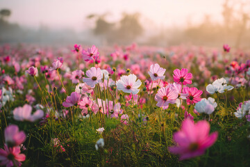 Obraz premium Blooming cosmos flowers in soft morning light 