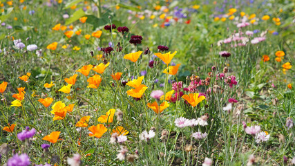 Obraz premium California Poppies growing with Cornflower plants, Derbyshire England 