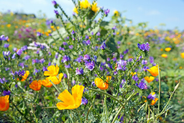 Obraz premium California Poppies growing with Purple Viper's Bugloss, Derbyshire England 