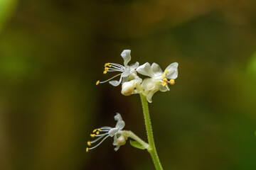 木陰に咲く白い花