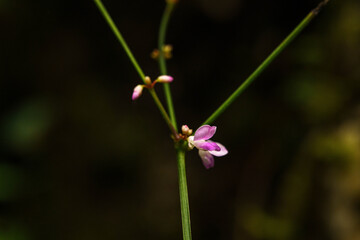 Obraz premium 木陰でひっそりと咲くミズヒキの花