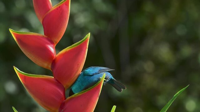 Green Honeycreeper eating from a beautiful Heliconi flower