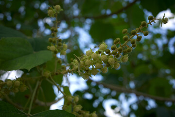 Kayu Along, Melanolepis multiglandulosa flowers, an evergreen shrub or a tree