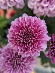 Close-up of a vibrant purple chrysanthemum with layered petals, subtle color shifts, and a blurred floral background highlighting its natural beauty and symmetry.