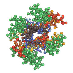 A detailed three-dimensional molecular model, rendered with colorful spheres representing atoms, illustrates the complex structure of a large biological macromolecule.