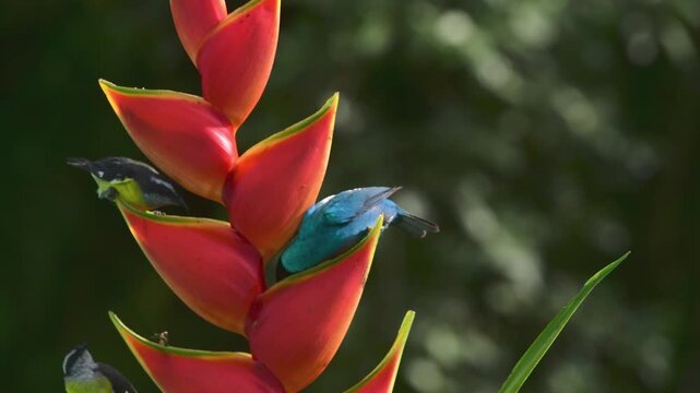 Bananaquit and Green Honeycreeper eating from a beautiful Heliconia flower