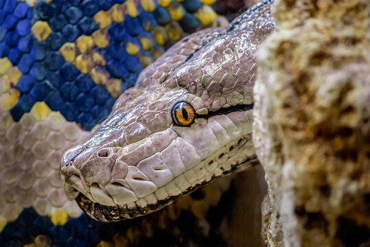Portrait of a  Reticulated Python remove the head from behind a stone in a vivarium. Malayopython reticulatus, Alligator Bay, Beauvoir, Manche 50, R&eacute;gion Normandie, France, European Union, Europe
