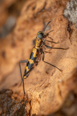Tiger beetle, Matheran, Western Ghats, India