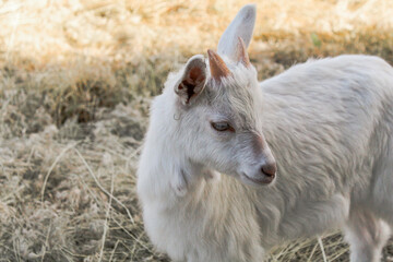 Fototapeta premium White goat standing in sunny field