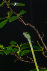 Closeup, macro shot of Vine Snake, Ahaetulla,  Matheran, Western ghats, India