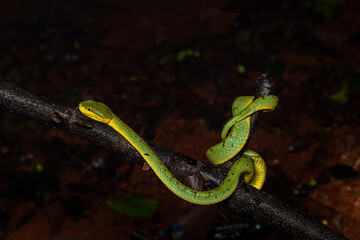Closeup, macro shot of Bamboo pit viper, Snake, Matheran, Western ghats, India