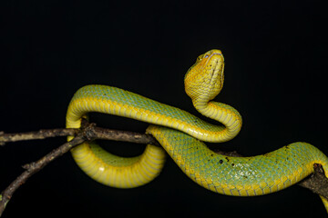 Closeup, macro shot of Bamboo pit viper, Snake, Matheran, Western ghats, India