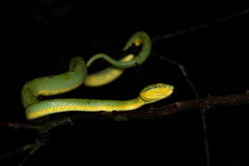 Obraz premium Closeup, macro shot of Bamboo pit viper, Snake, Matheran, Western ghats, India