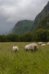 Sheep Grazing in a Meadow with Misty Mountains in Lysebotn, Norway