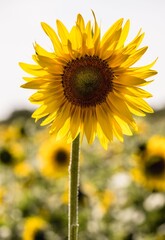 Obraz premium Vibrant Sunflower Bloom