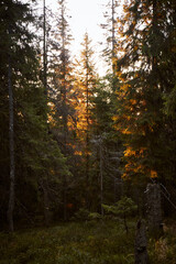Obraz premium Sunlight filters through tall trees in a serene forest during golden hour. Autumn Hiking in Carpathian Mountains, Ukraine