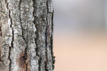 木の幹のクローズアップと柔らかな背景