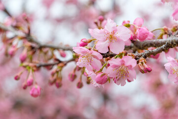 河津桜の枝と淡いピンクの花